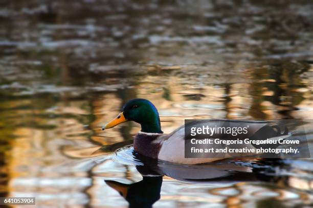 mallard - anas platyrhynchos - gregoria gregoriou crowe fine art and creative photography stock pictures, royalty-free photos & images