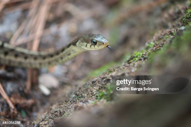 snake closeup - strumpfbandnatter stock-fotos und bilder