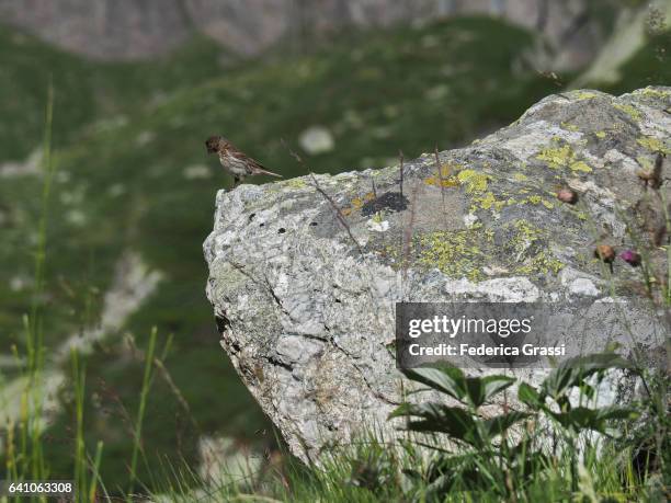 crested lark (galerida cristata) on a granite rock - galerida cristata stock pictures, royalty-free photos & images