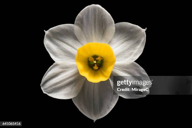daffodil flower black background - simetria radial imagens e fotografias de stock