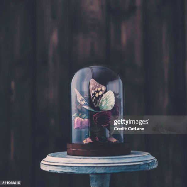 nostálgicos recuerdos. bodegón de mariposa y rosas - campana de vacío fotografías e imágenes de stock