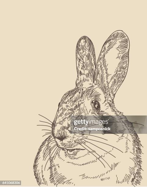 High Resolution Rabbit Head Rabbit Head Front