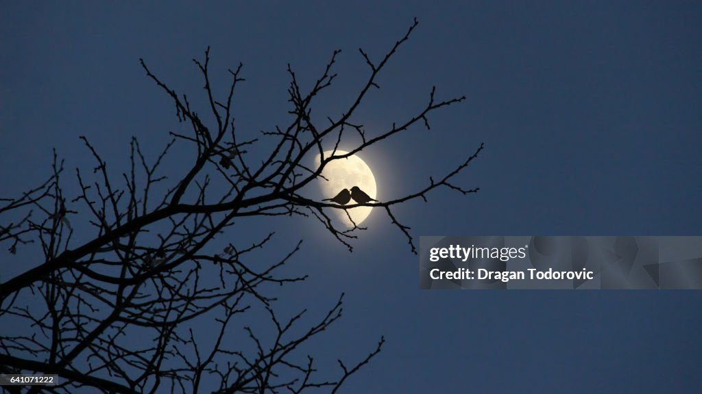 Moonshine