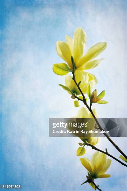 creamy magnolia blooms reaching the skies - magnolia stellata stock pictures, royalty-free photos & images