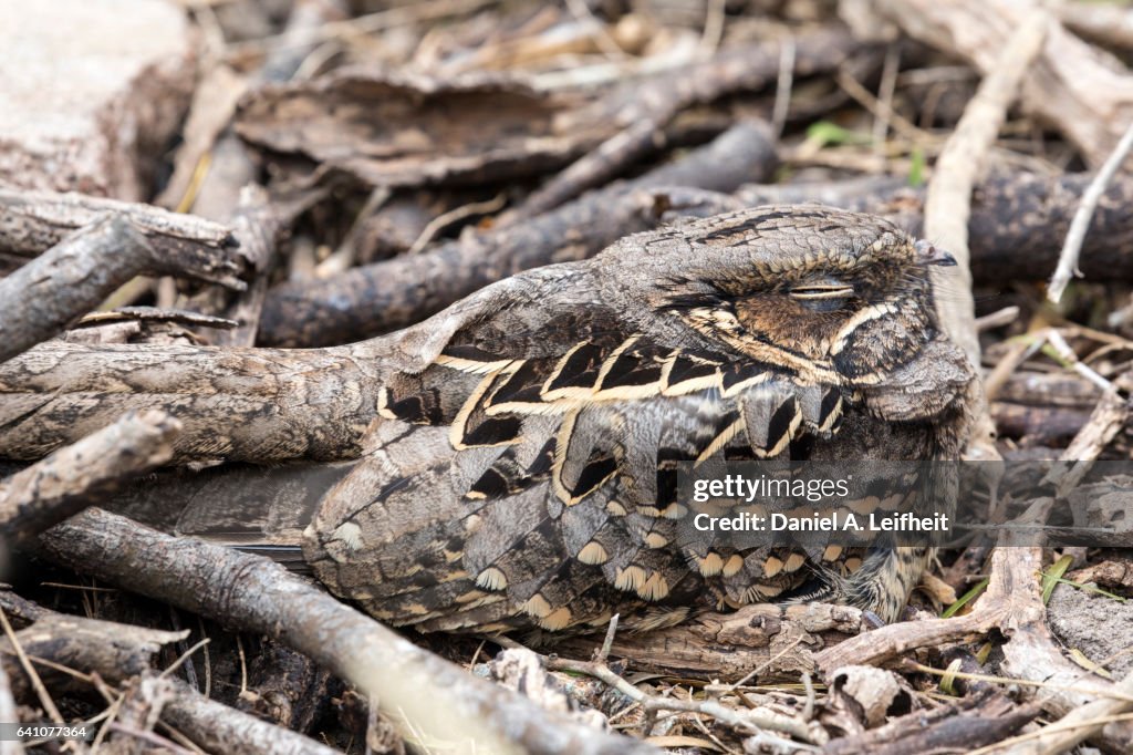 Common Pauraque Bird