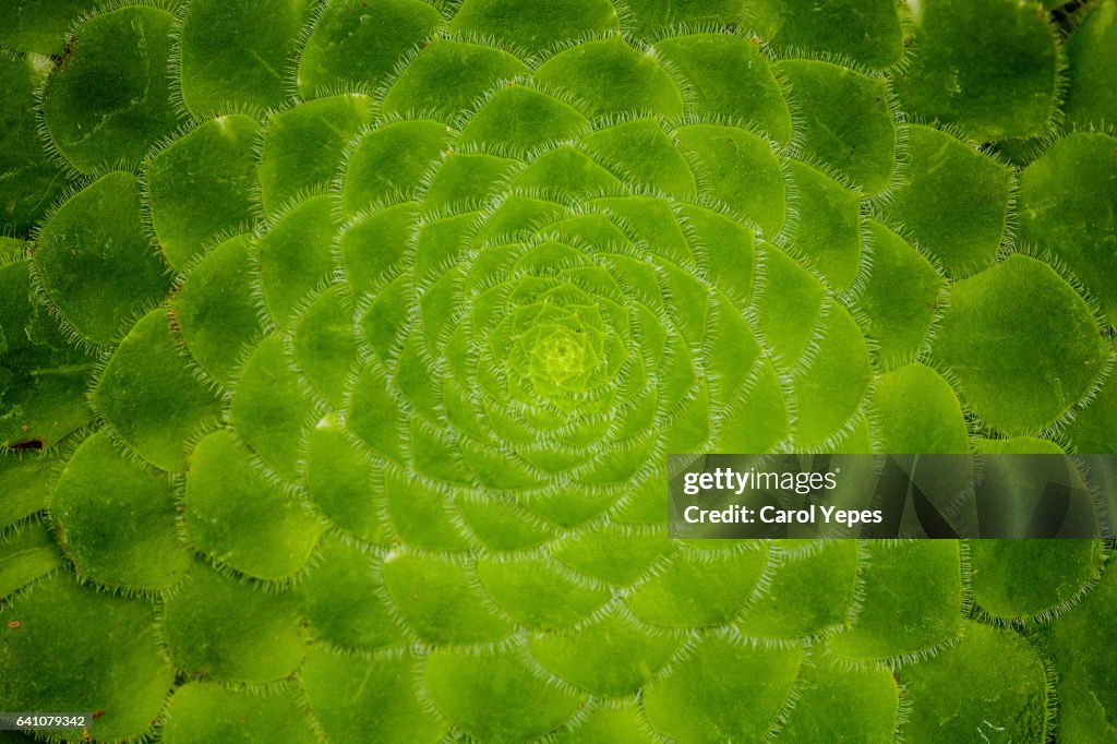 Top view succulent plant.Green concept