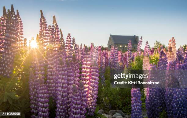 lupine flowers blooming with sunrising at tekapo lakeside during springtime - nationalpark mount cook stock-fotos und bilder