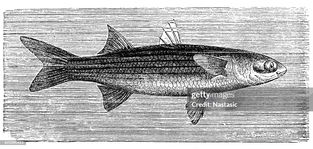 Flathead mullet (Mugil cephalus)