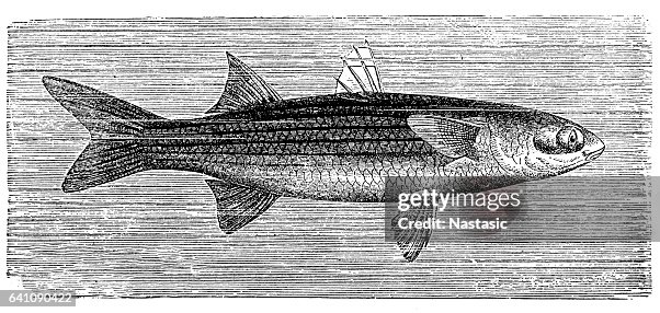 平頭魚(穆吉爾頭孢子) 平頭魚(穆吉爾頭孢子)
