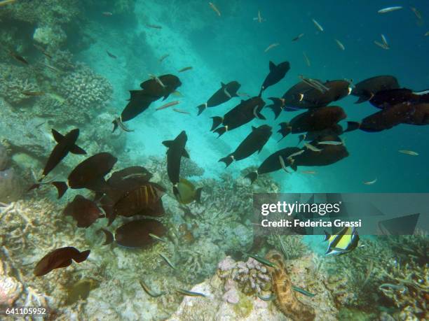 black surgeonfish (acanthurus gahhm) - acanthurus sohal stock pictures, royalty-free photos & images