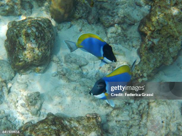 couple of powder blue surgeonfish - powder blue tang stockfoto's en -beelden