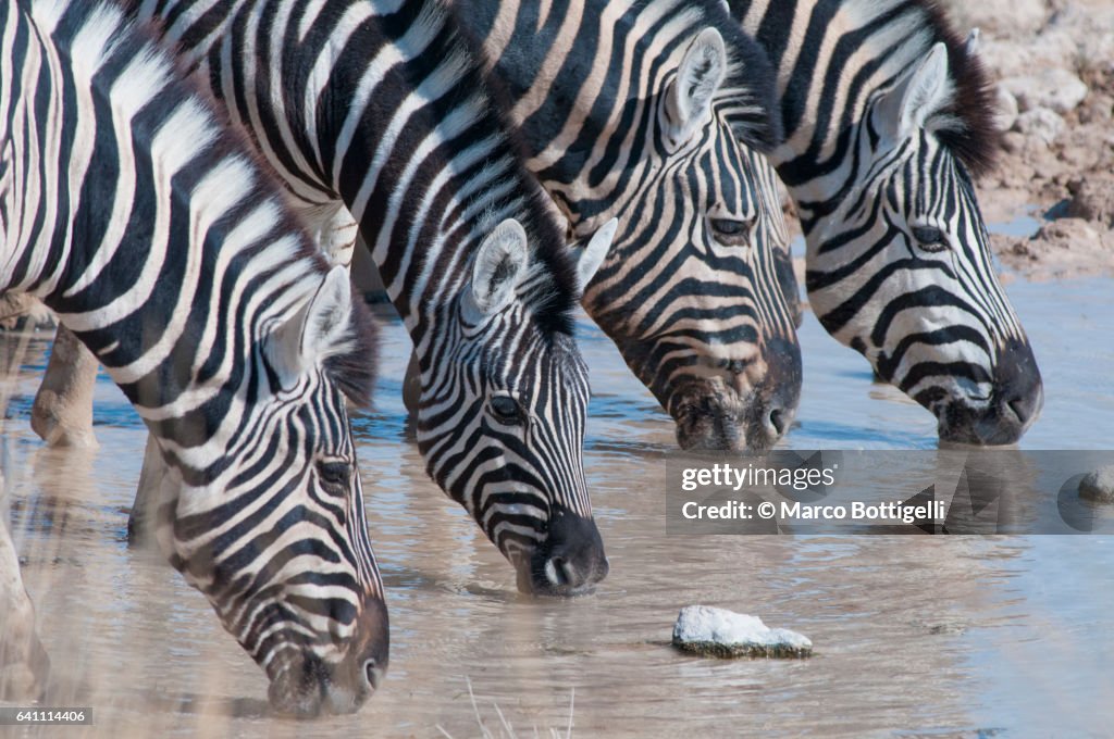 Group of zebras in the savannah. Etosha National Park, Namibia.