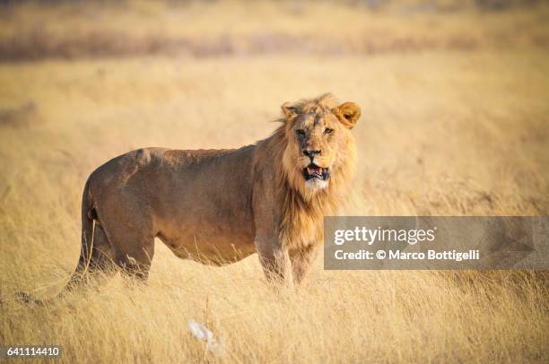 male lion in the bush. etosha national park, namibia, southern africa. - national wildlife reserve 個照片及圖片檔