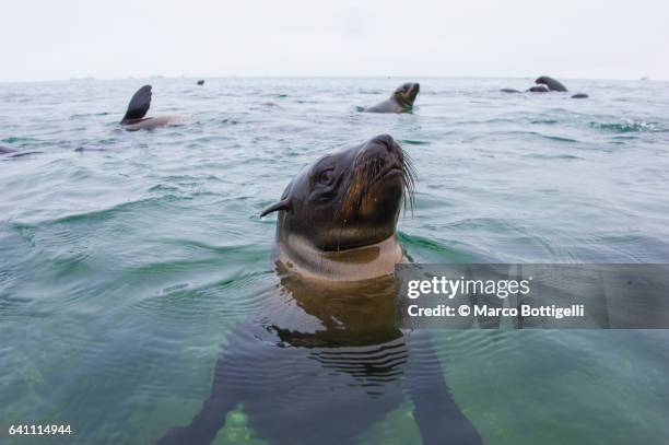 fur seals at pelican point from a kayak. walvis bay lagoon, namibia, southern africa. - walvis bay foto e immagini stock