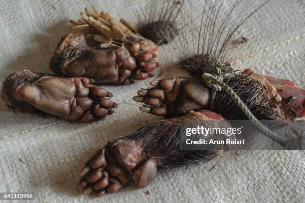 wild, endangered animal parts for sale in the border market at thailand which is famed for trade in wildlife  and animals pasts for food. - porcupine stockfoto's en -beelden