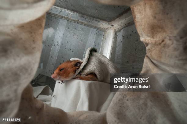 asian tiger mosquitoes biting  guinea pig in the laboratory. - anopheles mosquito stock pictures, royalty-free photos & images