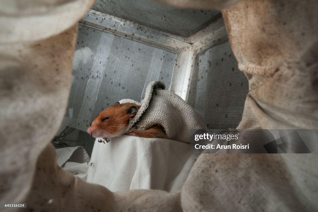 Asian tiger mosquitoes biting guinea pig in the laboratory.