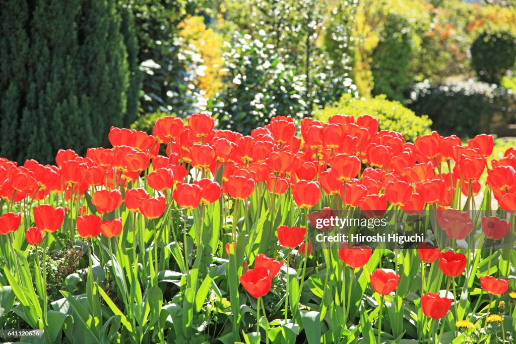 Tulip flowers, Switzerland, Canton Solothurn