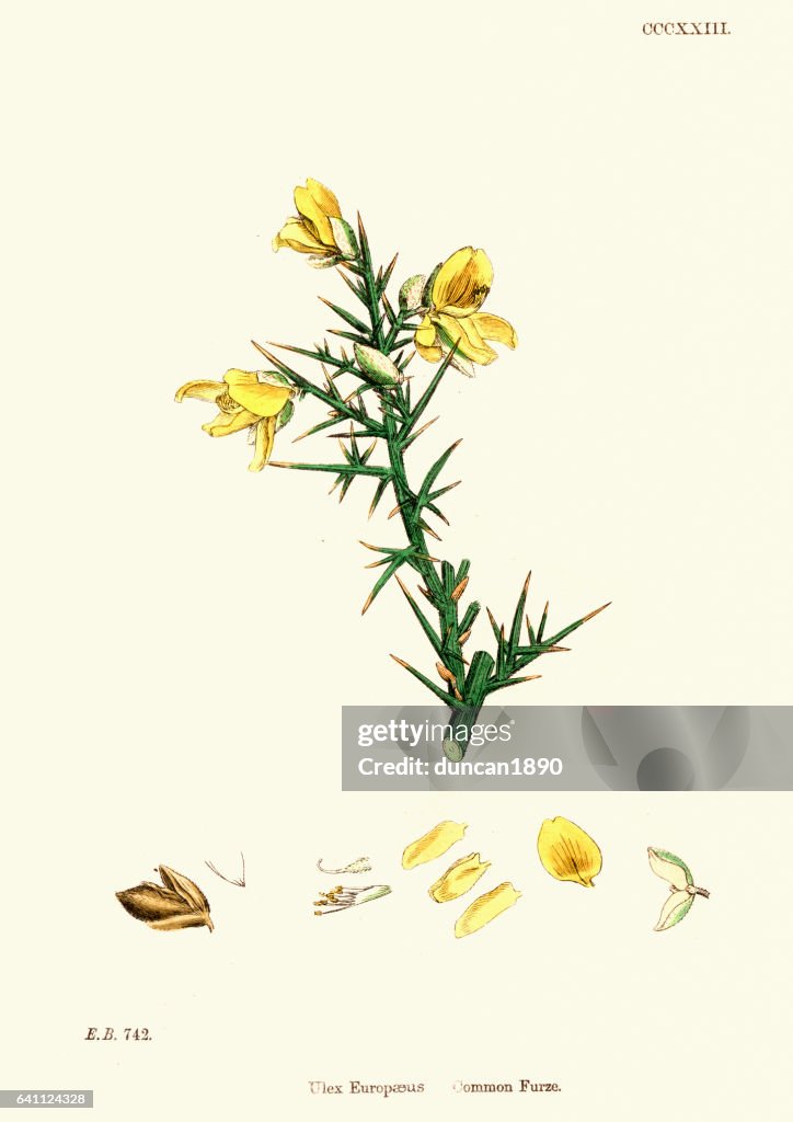 Ulex Europaeus - gemeinsame Stechginster, Ginster oder Stechginster