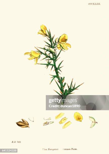 Ulex Europaeus Common Gorse Furze Or Whin High-Res Vector Graphic
