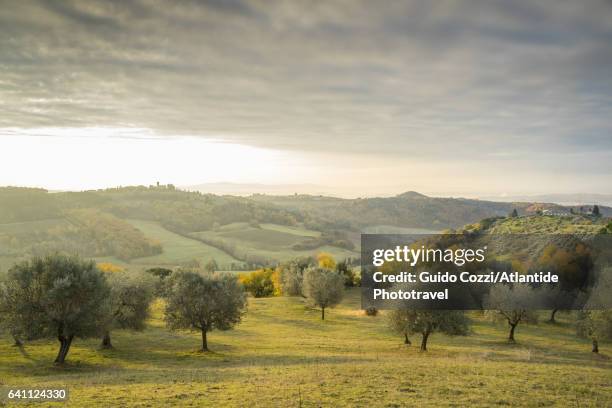 view of sant'appiano hills - olive stock pictures, royalty-free photos & images