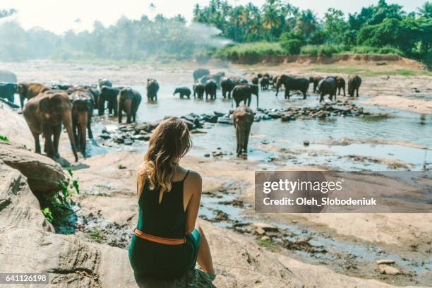 woman looking at elephants bathing in pinnavella - sri lanka elephant stock pictures, royalty-free photos & images