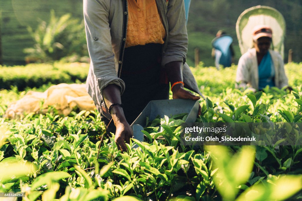 Woman picking tea in Sri Lanka