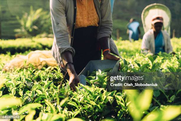 在斯里蘭卡採茶的女人 - sri lanka 個照片及圖片檔