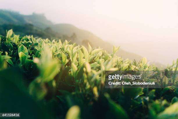 plantación de té de sri lanka  - tea leaves fotografías e imágenes de stock