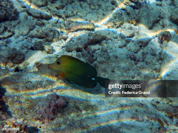 zebrasoma scopas (brown sailfin tang) - zebrasoma veliferum stock pictures, royalty-free photos & images