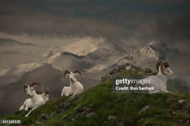 dall sheep wild animals in denali national park alaska - weißes dickhornschaf stock-fotos und bilder