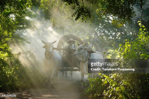 farmers riding on their ox cart in bagan - ochsenkarren stock-fotos und bilder