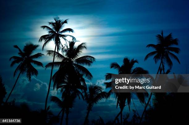 full moon and palm trees, tobago, trinidad & tobago - trinité et tobago photos et images de collection