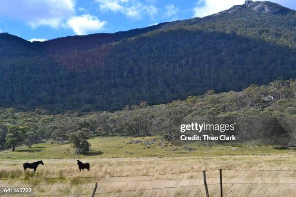 horses on farm in australian high country - cooma stock pictures, royalty-free photos & images