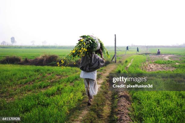 carrying silage for cattle - indian agriculture stock pictures, royalty-free photos & images