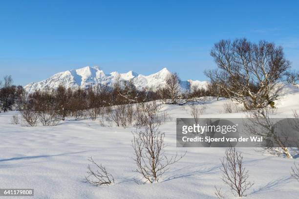 birch trees covered with snow in a winter landscape in the lofoten - sjoerd van der wal or sjonature bildbanksfoton och bilder