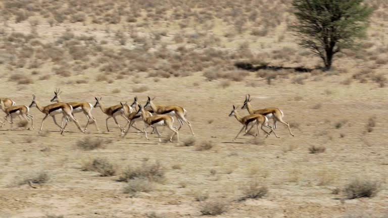 Springbok Running Beg running herd of springbok, Africa safari wildlife 동영상 (641180552) - 게티이미지뱅크
