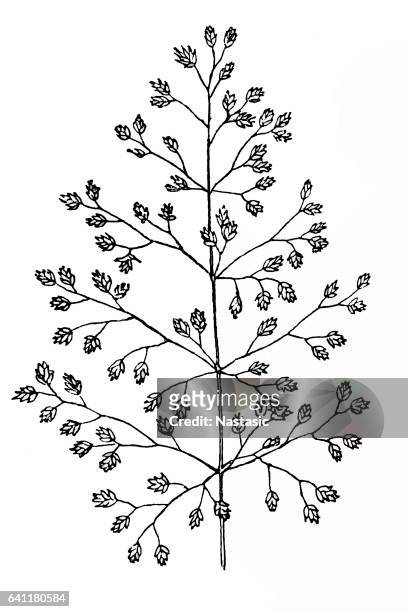rough bluegrass (poa trivialis) - gooseberry stock illustrations