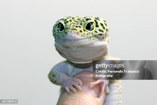 lizard in a human hand - geco foto e immagini stock