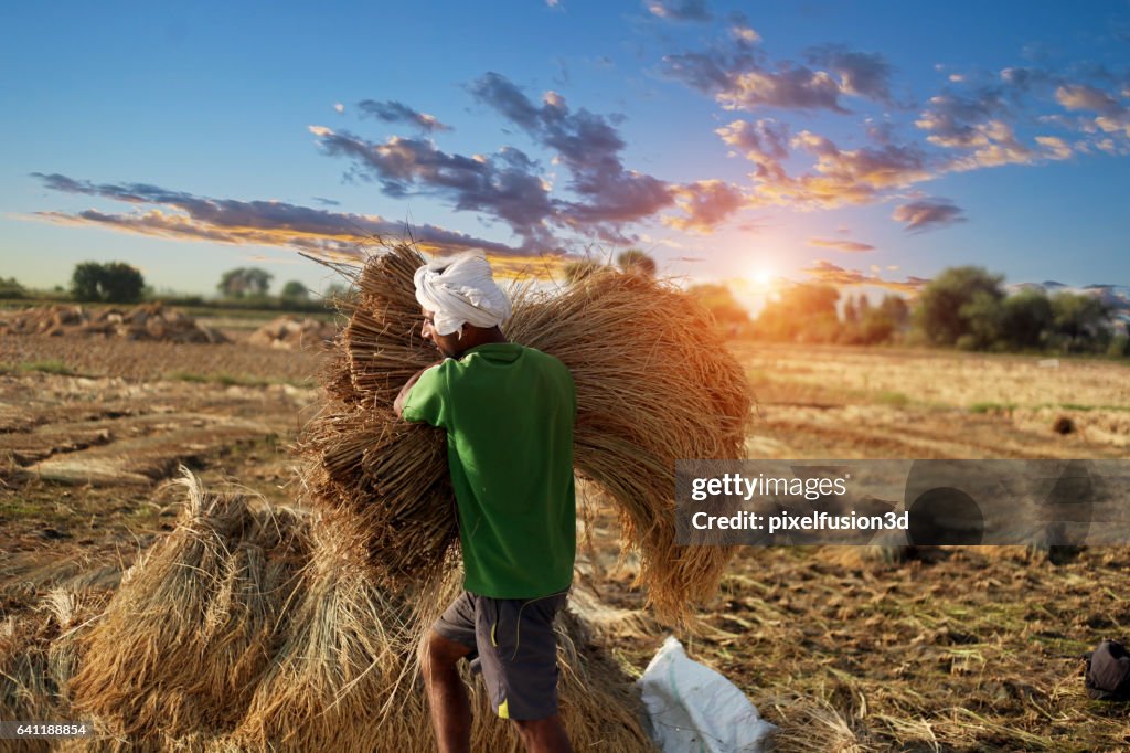 Farmer carrying rice paddy bundle for harvesting