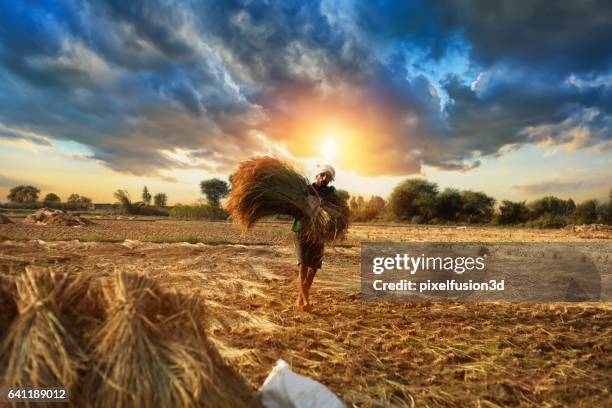 farmer carrying rice paddy bundle for harvesting - farmers work at rice farm stock pictures, royalty-free photos & images
