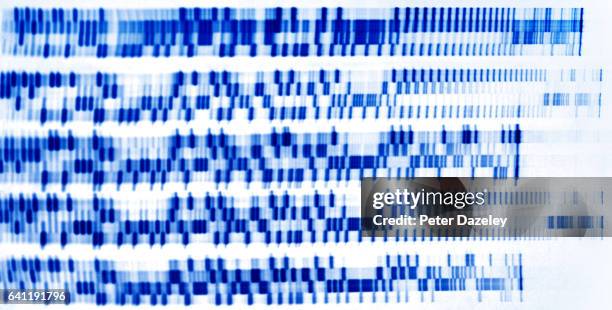 dna gel fighting crime and ancestry research - dna evidence imagens e fotografias de stock