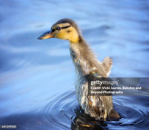 adorable duckling standing in water at argyle lake - lake argyle bildbanksfoton och bilder