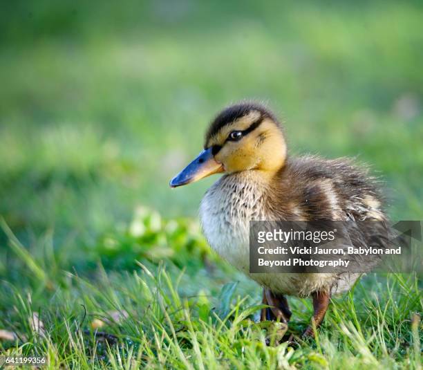 young mallard duckling in the grass at argyle lake - lake argyle bildbanksfoton och bilder