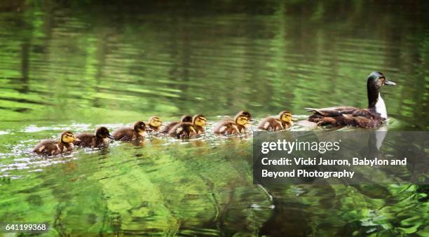 mallard duck family swim near argyle lake, babylon, long island - duckling stockfoto's en -beelden