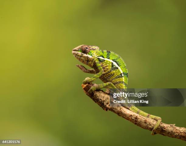 panther chameleon - chameleon stock pictures, royalty-free photos & images