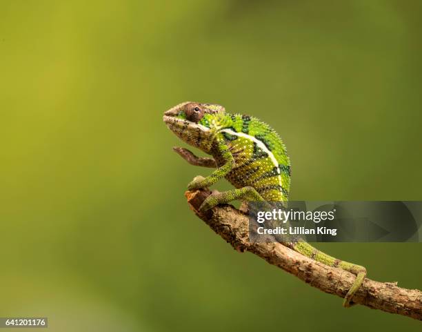 panther chameleon - camaleon stock pictures, royalty-free photos & images