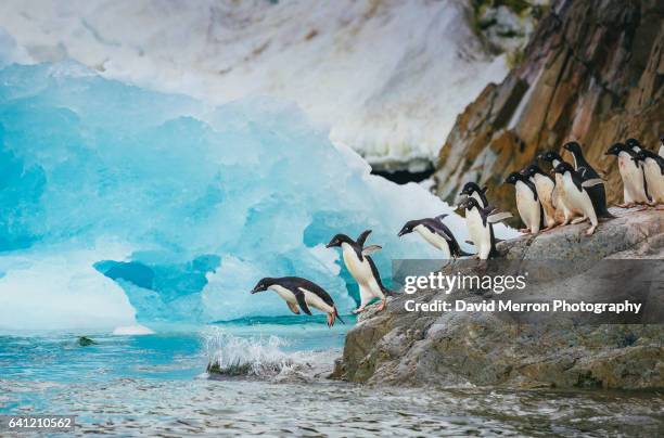 splash - adelie penguin stock-fotos und bilder