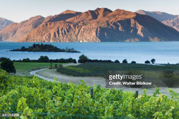 new zealand, south island, exterior - otago stock pictures, royalty-free photos & images