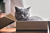 Beautiful grey cat sleeping in a box. British Shorthair kitten